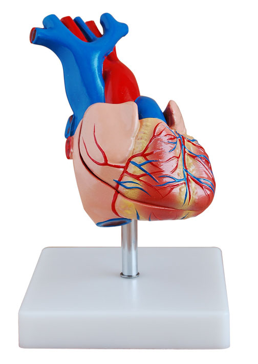 自然大心脏解剖模型